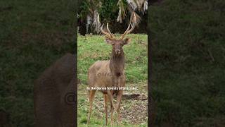 Sri Lankan Sambar Deer A Majestic Giant of the Forest [upl. by Nagah]