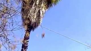 How to cut down a palm tree safely [upl. by Mathew]