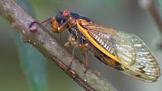 Periodical Cicadas Overrun the Forest  Planet Earth  BBC Earth [upl. by Enehpets]