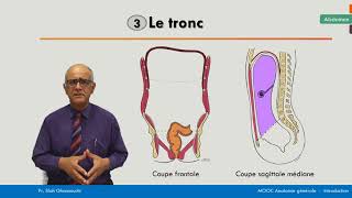 Anatomie générale  Labdomen [upl. by Gambell]