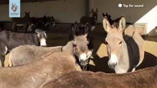 Chorus of donkeys [upl. by Oskar]