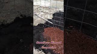 Himrod Grapes Transplanted  Cattle Panel Grape Trellis Follow Up [upl. by Lenssen]