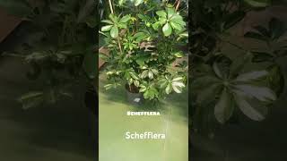 SCHEFFLERA [upl. by Omixam]