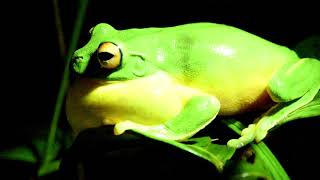 Redeyed tree frog song amp call  Litoria chloris Australian frog [upl. by Aernda]