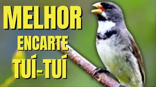 🟢MELHOR TUI TUI PARA ENCARTE🟢🟢 TURBINE SEU PARDO 🟢 [upl. by Pepillo]