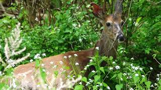 Chance encounter with a beautiful doe  well camouflaged [upl. by Zacek]