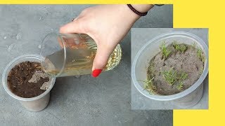 How to grow cumin from seeds grow zeera [upl. by Pack]