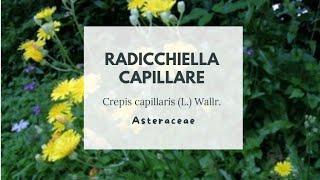 RADICCHIELLA CAPILLARE  Crepis capillaris L Wallr  Asteraceae  Smooth hawksbeard [upl. by Anavahs]