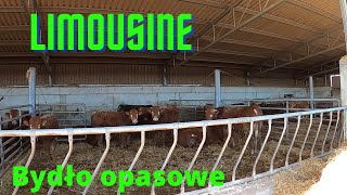 151 Bydło opasowe żywione tylko paszą treściwą Bukaciarnia  Prezes sam ją projektował Limousine [upl. by Margalit]