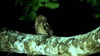 Peruvian ScreechOwl  Lechuza Peruana Megascops roboratus en quebrada Frejolillo Piura  Peru [upl. by Omlesna487]