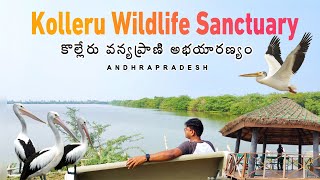 Kolleru Wildlife Sanctuary  4K  Kolleru Lake  AP Tourist Places [upl. by Mingche833]