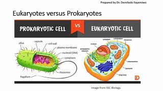 Chapter 13 Identifying Cell Organelles and Different Cell Types [upl. by Enelyak321]