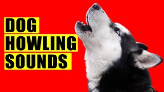 Dog Howling Sounds to Make your Dog Howl Guaranteed Dogs Howl Sound Effects Loud Howling Howls [upl. by Tinor456]