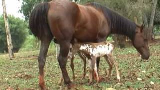 ÉGUA MATA CAVALO GARANHAO MORRE COM COICE DE EGUA CUIDADO [upl. by Constantine]