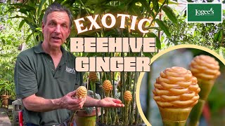 The Exotic Beehive Ginger Plant [upl. by Queston]