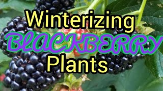 Winterizing Blackberries plants [upl. by Enilasor344]