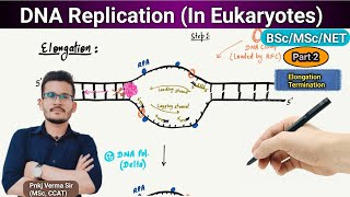 DNA replication in Eukaryotes Part 2  Molecular biology  Pnkj Verma Sir [upl. by Shandra824]