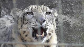 Snow Leopard Roar【Tama Animal Park in TokyoJapan】 [upl. by Teloiv]