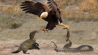 King of the Sky Eagle hunts Mongoose Snake to eat meat  King Cobra vs Mongoose [upl. by Rosenquist]