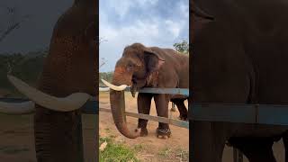 📍Harangi Tree Park and Elephant camp 🐘🐘harangi elephant karnatakatourism [upl. by Assiren]