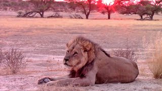 Impressive Kalahari Male Lion Coalition at Sunrise  Nossob Kgalagadi Transfrontier Park [upl. by Eiroc]