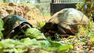 Bessières  à la découverte du refuge des tortues [upl. by Thorncombe]