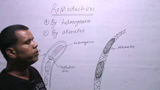 SCYTONEMAAlgae Reproduction [upl. by Nyleak]