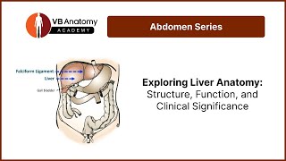 Exploring Liver Anatomy Structure Function and Clinical Significance [upl. by Yalonda862]