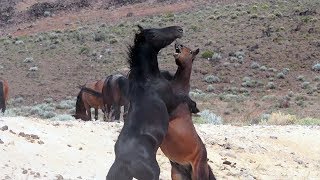 Wild Mustangs of Nevada [upl. by Raseta539]