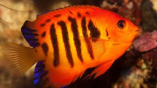 Facts The Flame Angelfish [upl. by Stearns]