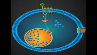 Antiplatelets  Pharmacology in easy way [upl. by Coral]