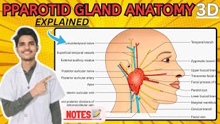 Parotid Gland Anatomy 3D  External features of parotid gland [upl. by Lyris]