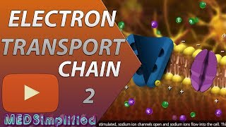 Electron Transport Chain ETC Part 2 [upl. by Leake524]