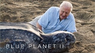 Protecting leatherback turtles  Blue Planet II Episode 7 Preview  BBC [upl. by Enneillij]