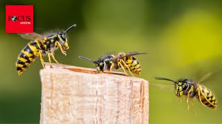 Wespen Lebenszeit So alt werden die Insekten [upl. by Nwotna36]