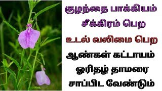 orithal thamarai sapidum murai and benefits in tamil  ஓரிதழ் தாமரை பொடி சாப்பிடும் முறை [upl. by Cadell472]