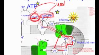 cyclic photophosphorylation practice q [upl. by Neelyam]