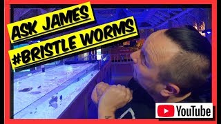 How Do I Get Rid Of BRISTLE WORMS Ask James [upl. by Roderica]