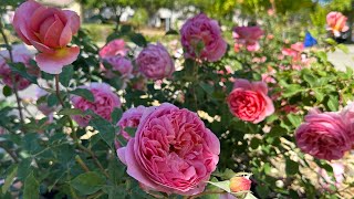 Boscobel David Austin Rose May 2024 [upl. by Acemaj175]