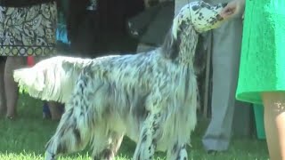 English Setter Specialty  Erie Shores Kennel Club [upl. by Nesilla]