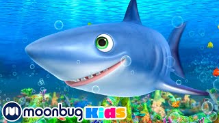 Shark Song  LBB Songs  Sing with Little Baby Bum Nursery Rhymes  Moonbug Kids [upl. by Georgia]