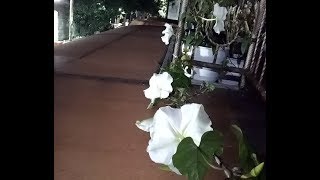 Planting moonflower ipomoea alba from seeds [upl. by Leirraj]