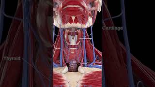 The Thyroid Gland Your Bodys Metabolic Regulator shorts [upl. by Lawtun]