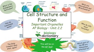 Cell Structure and Function  Important Organelles  AP Biology 22 [upl. by Ariik161]