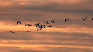 12824  Part 2 Colusa National Wildlife Refuge Sunset Lighting Watching [upl. by Assenal331]