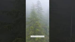 Grouse Mountain  Skyride  The Peak of Vancouver shortvideos youtubeshorts nature [upl. by Oderfliw]