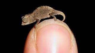 Worlds Smallest Animals [upl. by Alia]