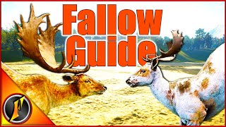 Fallow Deer Guide  Times Weapons Locations amp More [upl. by Willamina]