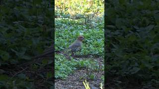 House Finch forages on the lawn [upl. by Cirdet397]