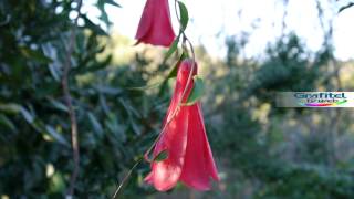 Copihue Flor Nacional de Chile [upl. by Schmeltzer]